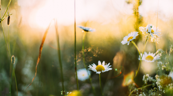 So duftet der Sommer